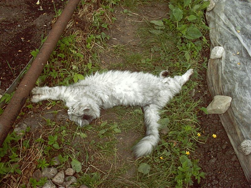 Фотографии -> Животные -> Кошачьи ->  Мелкий -> Мелкий - 009