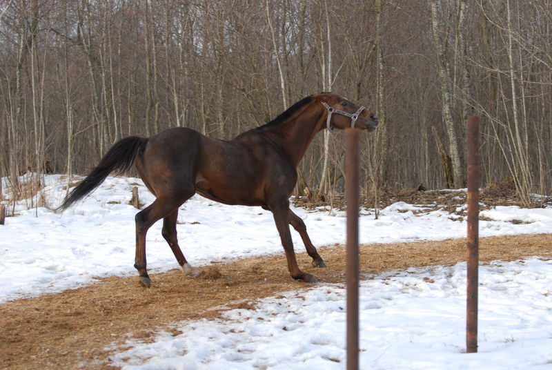 Фотографии -> Животные -> Лошади ->  Разное -> Разное - 038