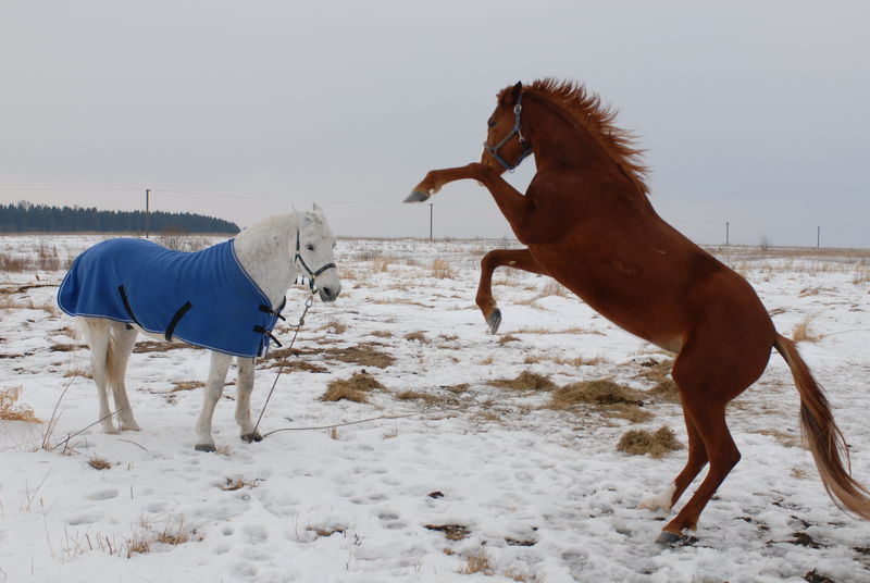 Фотографии -> Животные -> Лошади ->  Разное -> Разное - 052