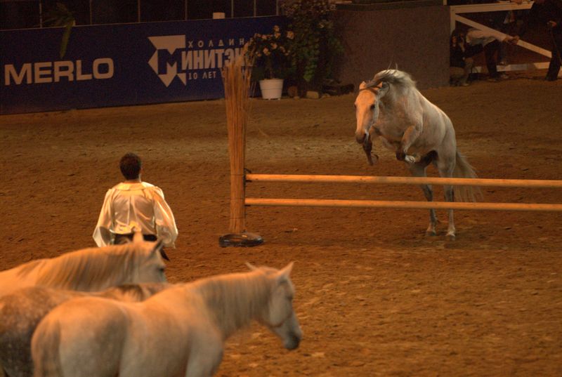 Фотографии -> Животные -> Лошади ->  Шоу Лоренсо в СКК (11 мая 2007) -> Шоу Лоренсо в СКК (11 мая 2007) - 098