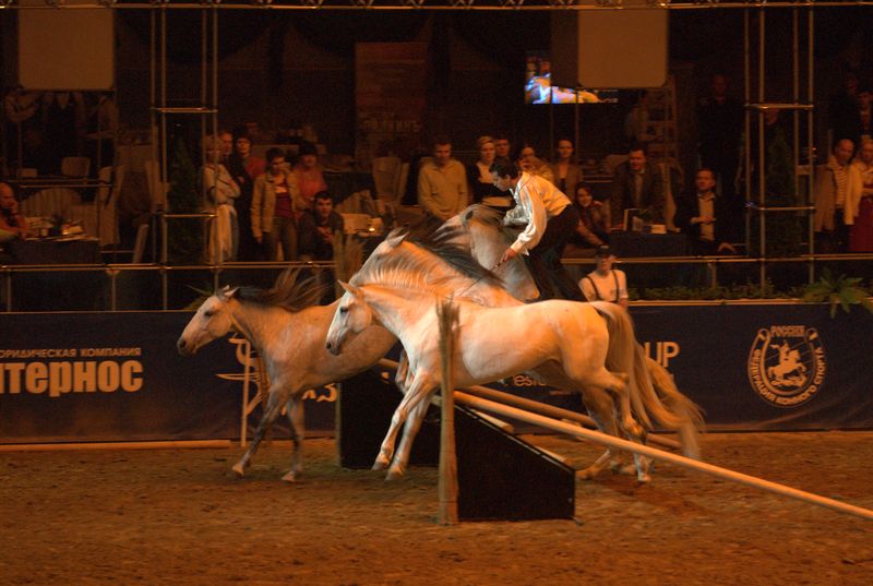 Фотографии -> Животные -> Лошади ->  Шоу Лоренсо в СКК (11 мая 2007) -> Шоу Лоренсо в СКК (11 мая 2007) - 104