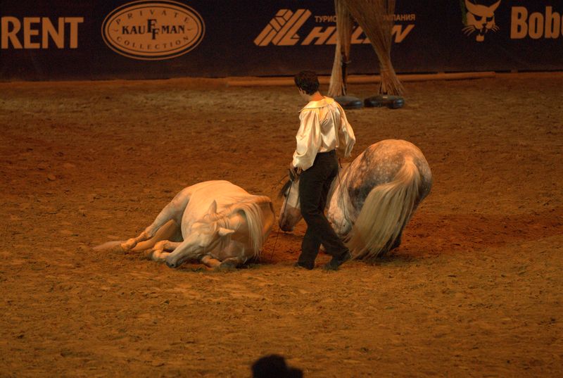 Фотографии -> Животные -> Лошади ->  Шоу Лоренсо в СКК (11 мая 2007) -> Шоу Лоренсо в СКК (11 мая 2007) - 107