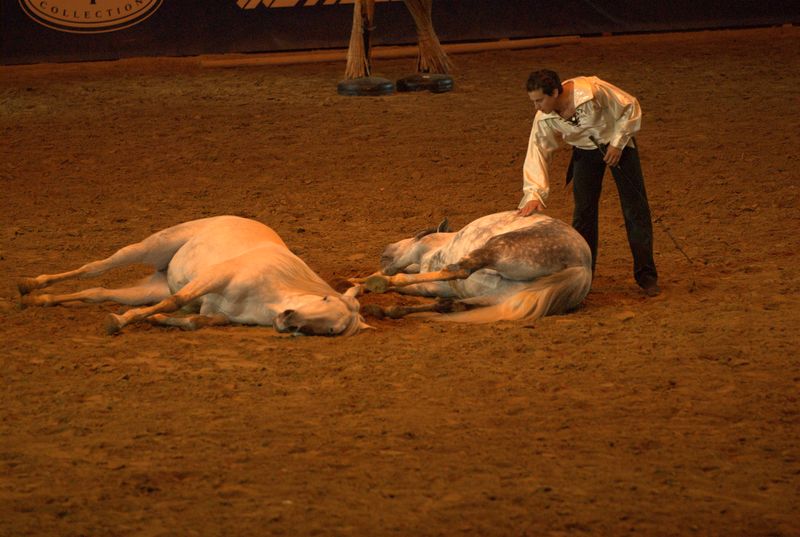 Фотографии -> Животные -> Лошади ->  Шоу Лоренсо в СКК (11 мая 2007) -> Шоу Лоренсо в СКК (11 мая 2007) - 108