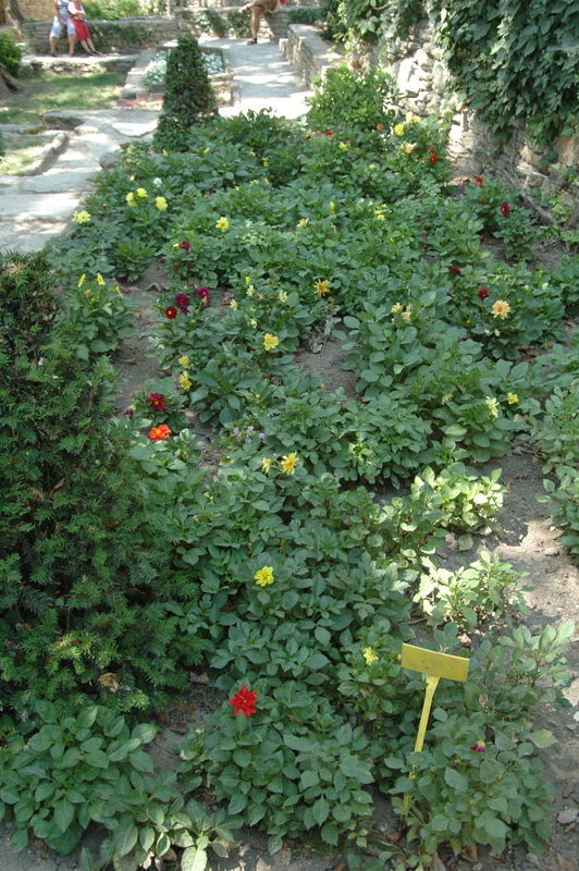 Фотографии -> Поездки -> Поездка в Болгарию (15-22 августа 2006) ->  День пятый. Прогулка в Ботанический сад -> День пятый. Прогулка в Ботанический сад - 154