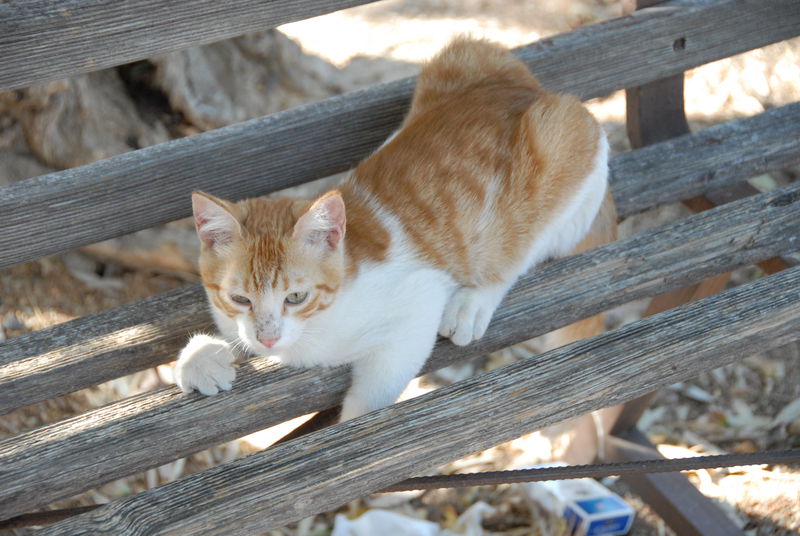 Фотографии -> Поездки -> Отпуск на Крите (6-20 августа 2010) ->  Критские кошки -> Критские кошки - 013