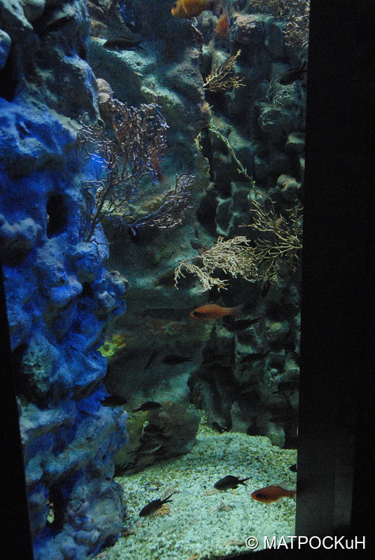 Фотографии -> Поездки -> Отпуск на Крите (24 августа - 18 сентября 2013) ->  Критский аквариум -> Критский аквариум - 010