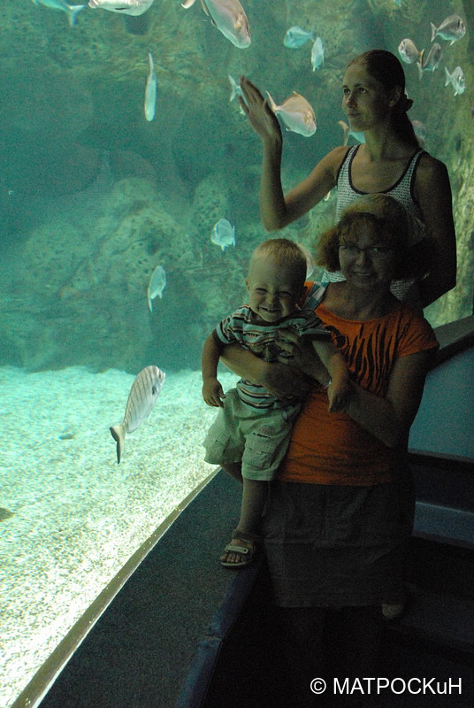 Фотографии -> Поездки -> Отпуск на Крите (24 августа - 18 сентября 2013) ->  Критский аквариум -> Критский аквариум - 054