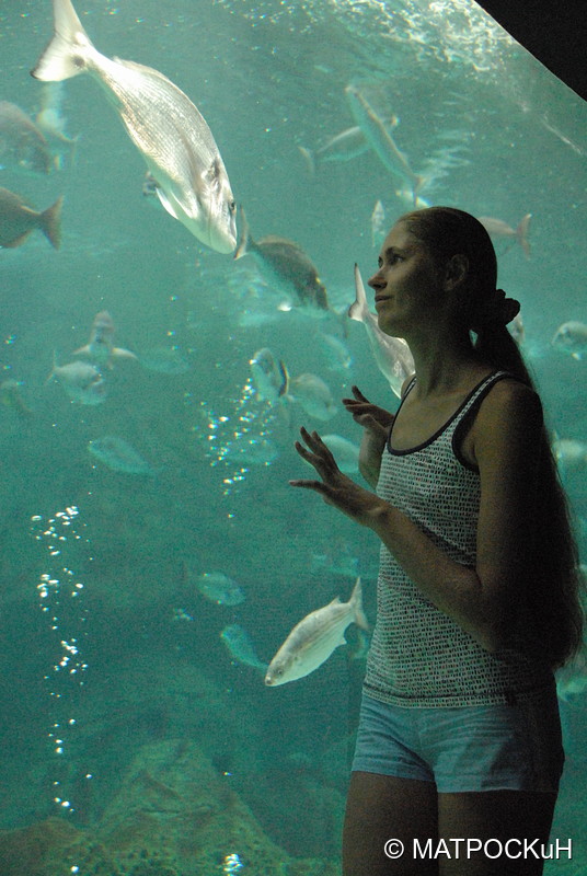 Фотографии -> Поездки -> Отпуск на Крите (24 августа - 18 сентября 2013) ->  Критский аквариум -> Критский аквариум - 061