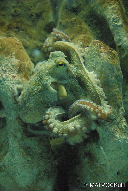 Фотографии -> Поездки -> Отпуск на Крите (24 августа - 18 сентября 2013) ->  Критский аквариум -> Критский аквариум - 075