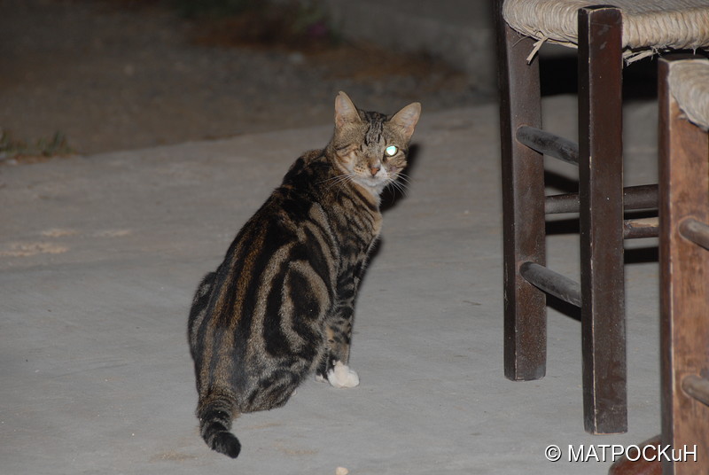 Фотографии -> Поездки -> Отпуск на Крите (24 августа - 18 сентября 2013) ->  Критские кошки и другие животные -> Критские кошки и другие животные - 001