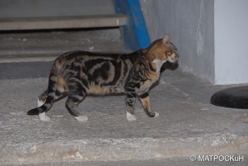 Фотографии -> Поездки -> Отпуск на Крите (24 августа - 18 сентября 2013) ->  Критские кошки и другие животные -> Критские кошки и другие животные - 002