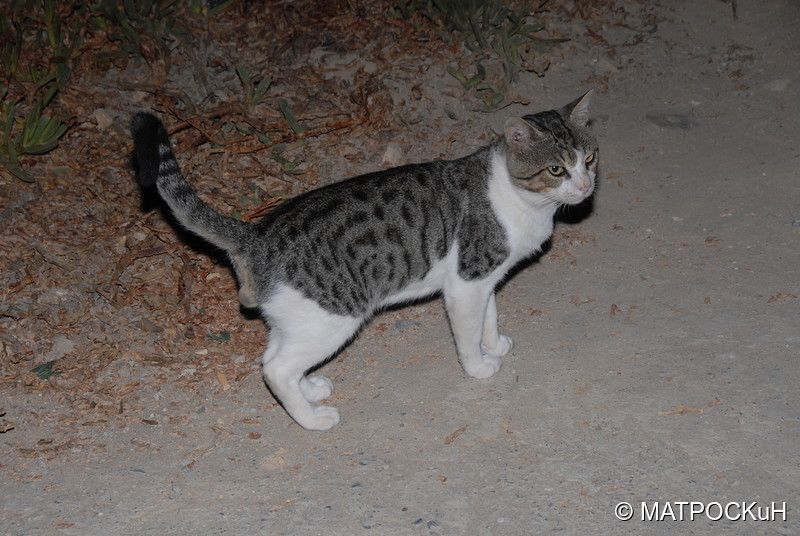 Фотографии -> Поездки -> Отпуск на Крите (24 августа - 18 сентября 2013) ->  Критские кошки и другие животные -> Критские кошки и другие животные - 003