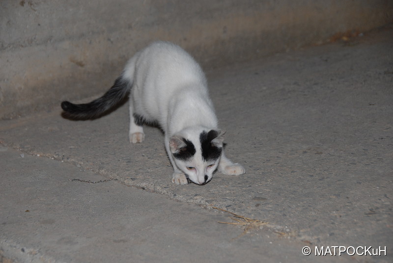 Фотографии -> Поездки -> Отпуск на Крите (24 августа - 18 сентября 2013) ->  Критские кошки и другие животные -> Критские кошки и другие животные - 004