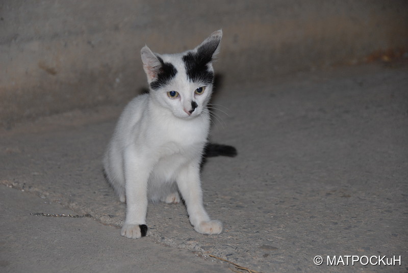 Фотографии -> Поездки -> Отпуск на Крите (24 августа - 18 сентября 2013) ->  Критские кошки и другие животные -> Критские кошки и другие животные - 005