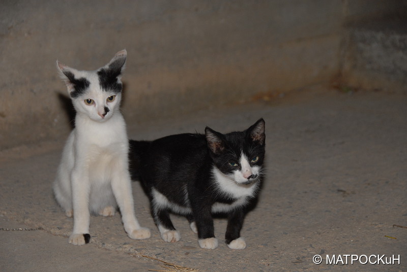Фотографии -> Поездки -> Отпуск на Крите (24 августа - 18 сентября 2013) ->  Критские кошки и другие животные -> Критские кошки и другие животные - 006
