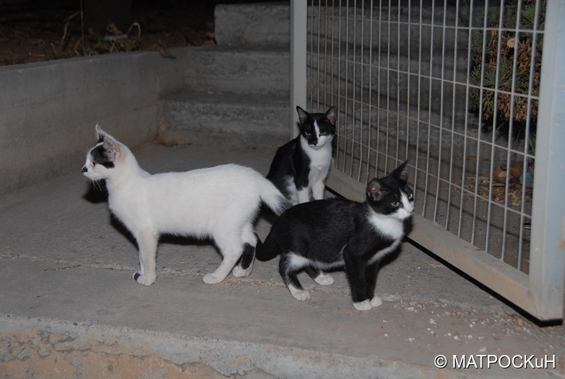 Фотографии -> Поездки -> Отпуск на Крите (24 августа - 18 сентября 2013) ->  Критские кошки и другие животные -> Критские кошки и другие животные - 008
