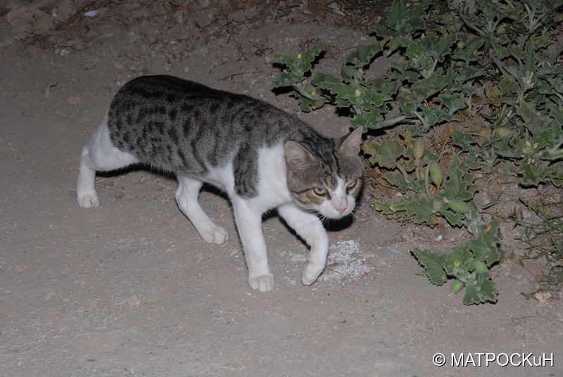 Фотографии -> Поездки -> Отпуск на Крите (24 августа - 18 сентября 2013) ->  Критские кошки и другие животные -> Критские кошки и другие животные - 011