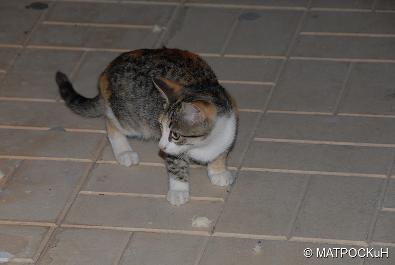Фотографии -> Поездки -> Отпуск на Крите (24 августа - 18 сентября 2013) ->  Критские кошки и другие животные -> Критские кошки и другие животные - 012