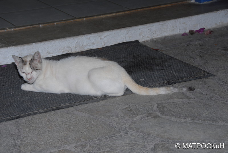 Фотографии -> Поездки -> Отпуск на Крите (24 августа - 18 сентября 2013) ->  Критские кошки и другие животные -> Критские кошки и другие животные - 013