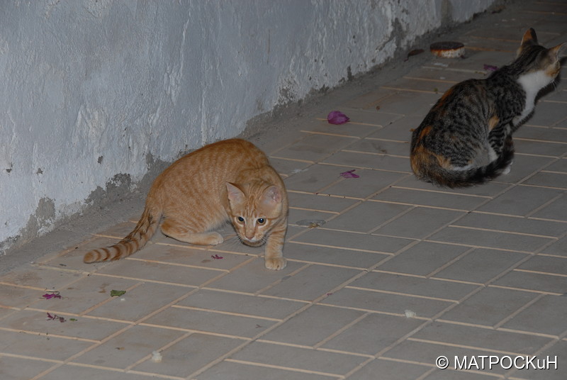 Фотографии -> Поездки -> Отпуск на Крите (24 августа - 18 сентября 2013) ->  Критские кошки и другие животные -> Критские кошки и другие животные - 014