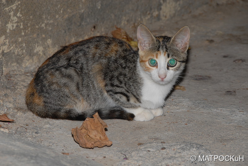 Фотографии -> Поездки -> Отпуск на Крите (24 августа - 18 сентября 2013) ->  Критские кошки и другие животные -> Критские кошки и другие животные - 016