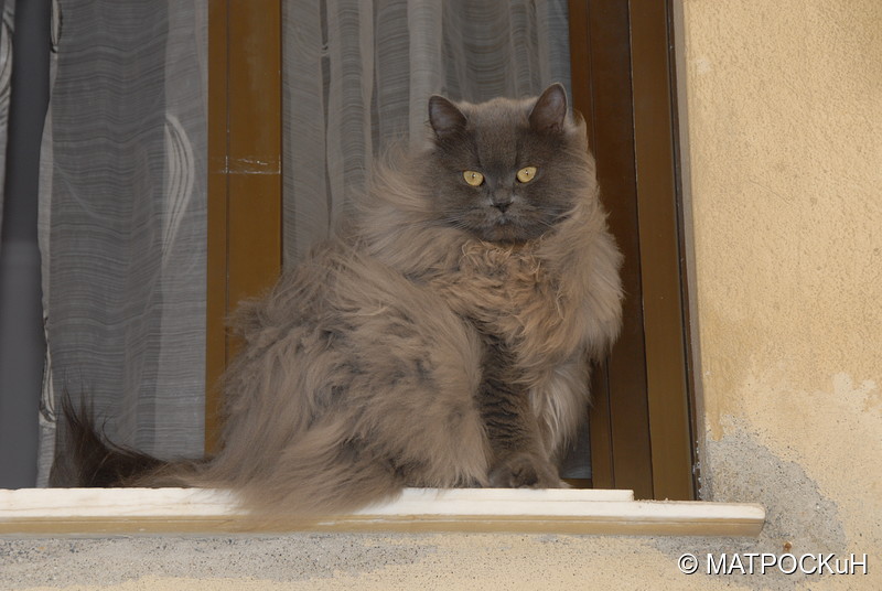Фотографии -> Поездки -> Отпуск на Крите (24 августа - 18 сентября 2013) ->  Критские кошки и другие животные -> Критские кошки и другие животные - 021
