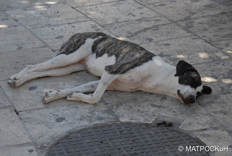 Фотографии -> Поездки -> Отпуск на Крите (24 августа - 18 сентября 2013) ->  Критские кошки и другие животные -> Критские кошки и другие животные - 022