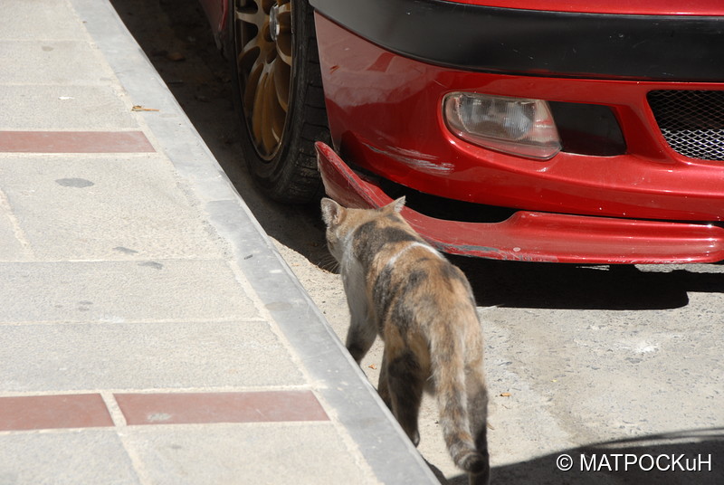 Фотографии -> Поездки -> Отпуск на Крите (24 августа - 18 сентября 2013) ->  Критские кошки и другие животные -> Критские кошки и другие животные - 023