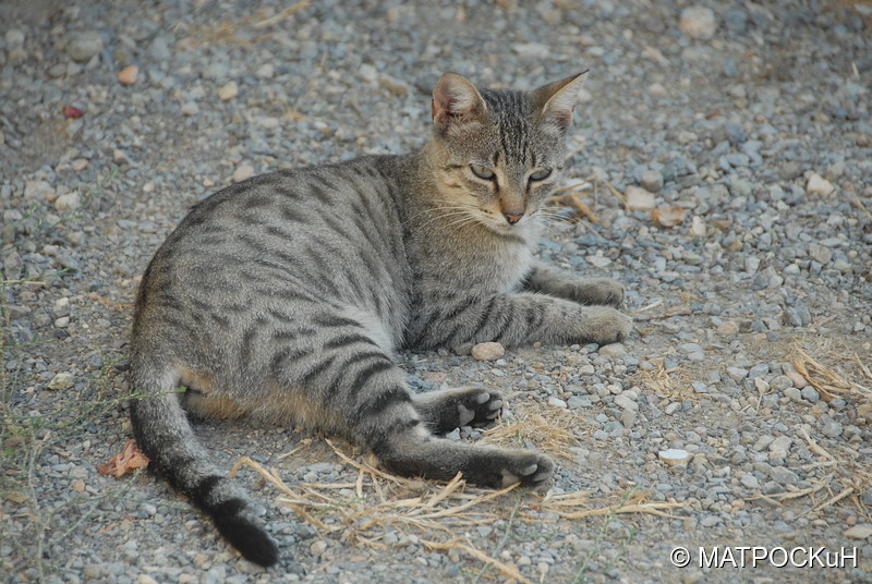 Фотографии -> Поездки -> Отпуск на Крите (24 августа - 18 сентября 2013) ->  Критские кошки и другие животные -> Критские кошки и другие животные - 025