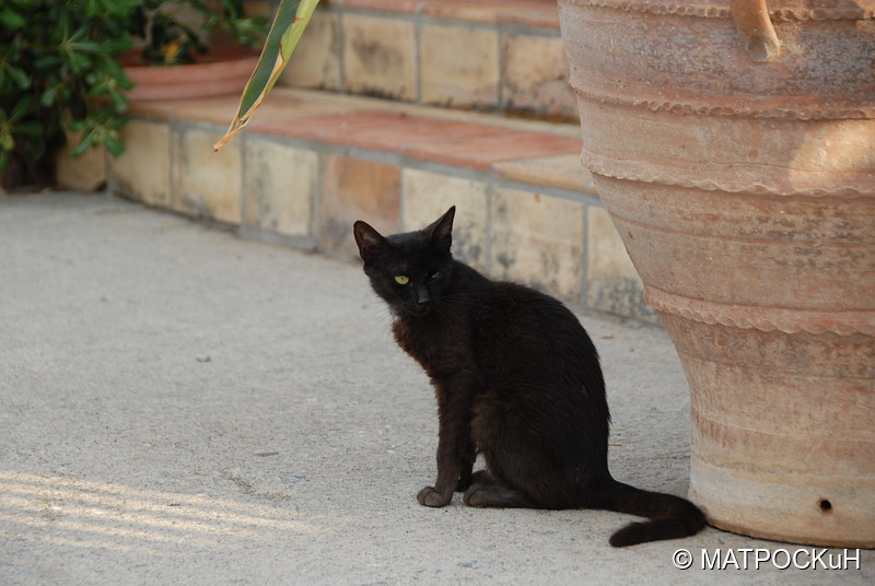 Фотографии -> Поездки -> Отпуск на Крите (24 августа - 18 сентября 2013) ->  Критские кошки и другие животные -> Критские кошки и другие животные - 028