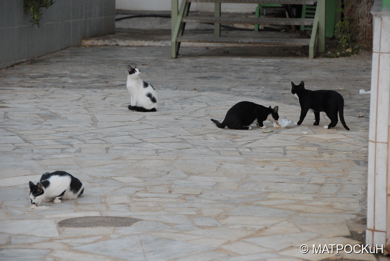 Фотографии -> Поездки -> Отпуск на Крите (24 августа - 18 сентября 2013) ->  Критские кошки и другие животные -> Критские кошки и другие животные - 029