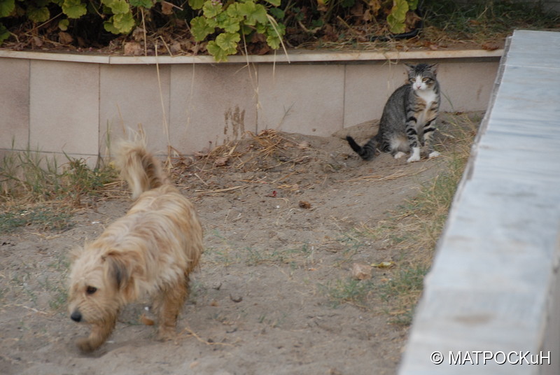 Фотографии -> Поездки -> Отпуск на Крите (24 августа - 18 сентября 2013) ->  Критские кошки и другие животные -> Критские кошки и другие животные - 030