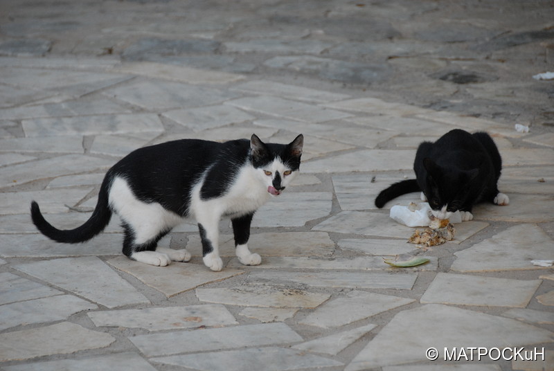 Фотографии -> Поездки -> Отпуск на Крите (24 августа - 18 сентября 2013) ->  Критские кошки и другие животные -> Критские кошки и другие животные - 031