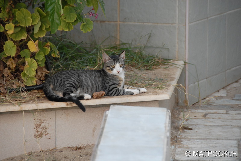Фотографии -> Поездки -> Отпуск на Крите (24 августа - 18 сентября 2013) ->  Критские кошки и другие животные -> Критские кошки и другие животные - 032