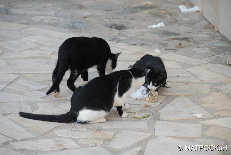Фотографии -> Поездки -> Отпуск на Крите (24 августа - 18 сентября 2013) ->  Критские кошки и другие животные -> Критские кошки и другие животные - 033