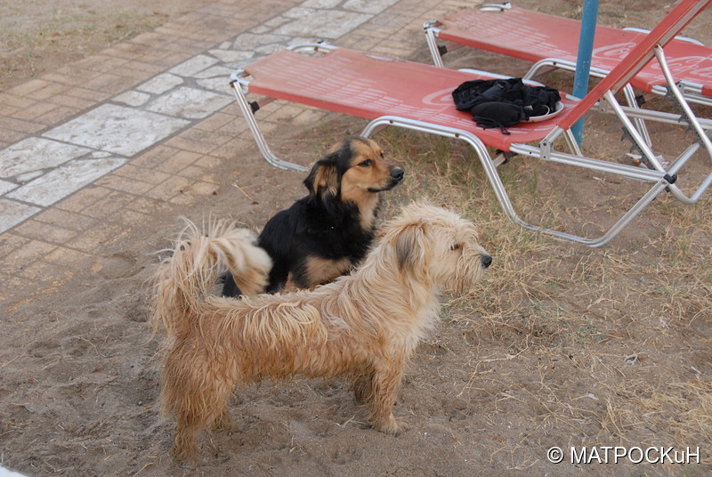 Фотографии -> Поездки -> Отпуск на Крите (24 августа - 18 сентября 2013) ->  Критские кошки и другие животные -> Критские кошки и другие животные - 034