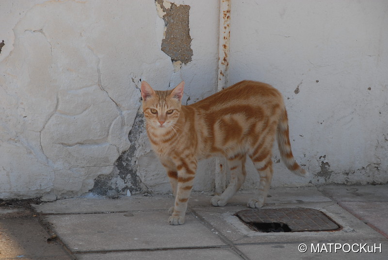 Фотографии -> Поездки -> Отпуск на Крите (24 августа - 18 сентября 2013) ->  Критские кошки и другие животные -> Критские кошки и другие животные - 037