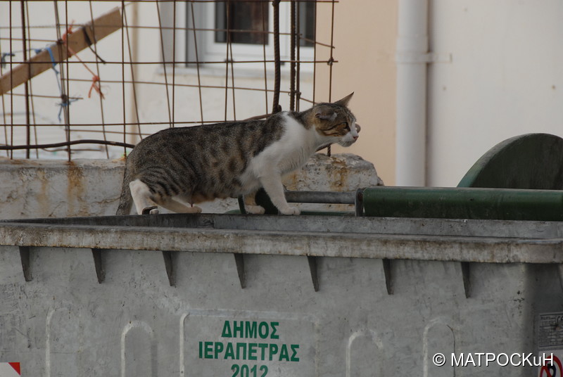 Фотографии -> Поездки -> Отпуск на Крите (24 августа - 18 сентября 2013) ->  Критские кошки и другие животные -> Критские кошки и другие животные - 038