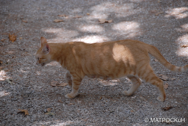 Фотографии -> Поездки -> Отпуск на Крите (24 августа - 18 сентября 2013) ->  Критские кошки и другие животные -> Критские кошки и другие животные - 039