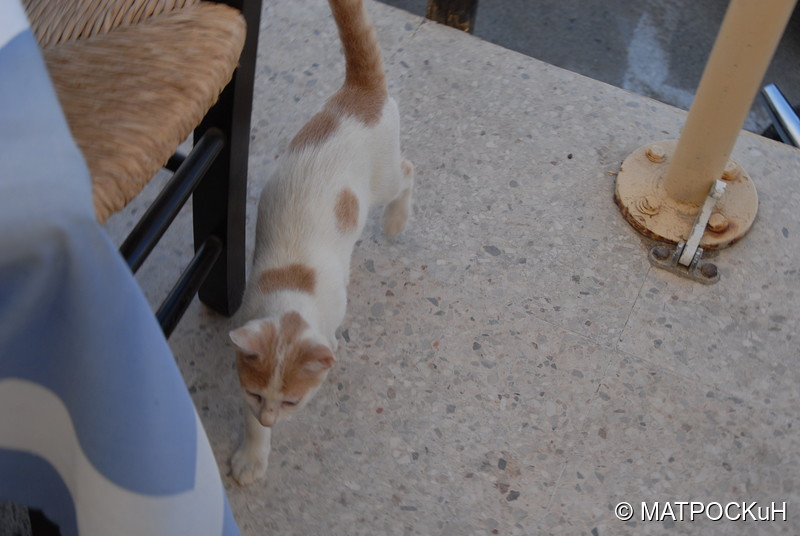 Фотографии -> Поездки -> Отпуск на Крите (24 августа - 18 сентября 2013) ->  Критские кошки и другие животные -> Критские кошки и другие животные - 040