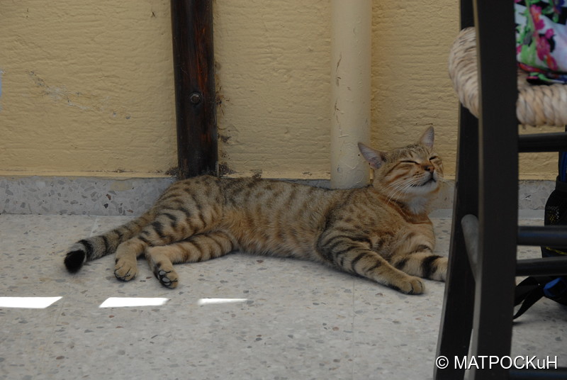 Фотографии -> Поездки -> Отпуск на Крите (24 августа - 18 сентября 2013) ->  Критские кошки и другие животные -> Критские кошки и другие животные - 041