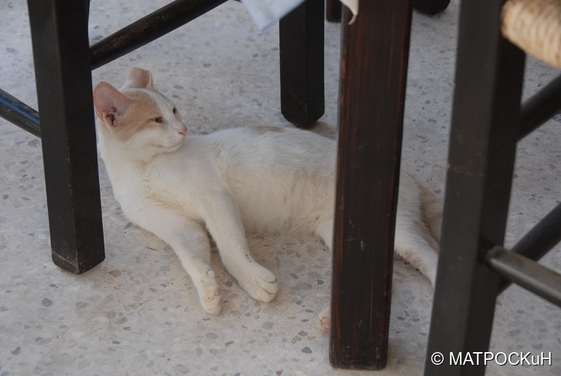 Фотографии -> Поездки -> Отпуск на Крите (24 августа - 18 сентября 2013) ->  Критские кошки и другие животные -> Критские кошки и другие животные - 042
