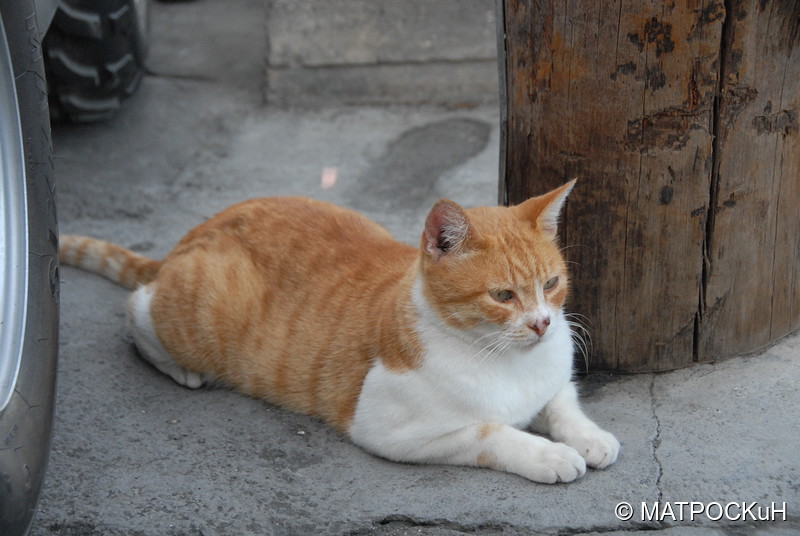 Фотографии -> Поездки -> Отпуск на Крите (24 августа - 18 сентября 2013) ->  Критские кошки и другие животные -> Критские кошки и другие животные - 044