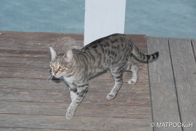 Фотографии -> Поездки -> Отпуск на Крите (24 августа - 18 сентября 2013) ->  Критские кошки и другие животные -> Критские кошки и другие животные - 046