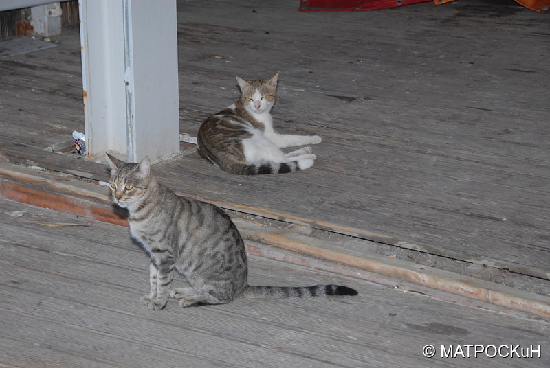 Фотографии -> Поездки -> Отпуск на Крите (24 августа - 18 сентября 2013) ->  Критские кошки и другие животные -> Критские кошки и другие животные - 047
