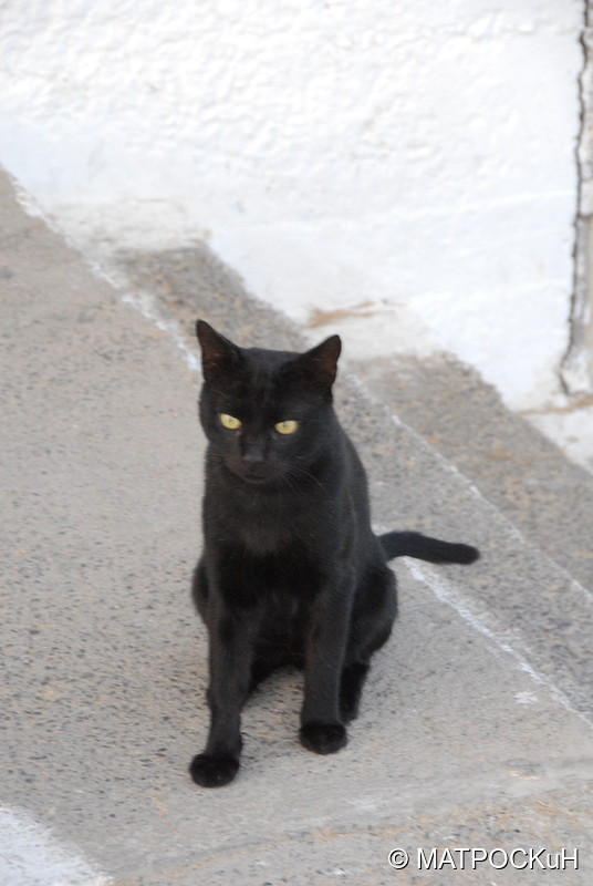 Фотографии -> Поездки -> Отпуск на Крите (24 августа - 18 сентября 2013) ->  Критские кошки и другие животные -> Критские кошки и другие животные - 048