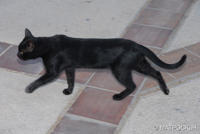Фотографии -> Поездки -> Отпуск на Крите (24 августа - 18 сентября 2013) ->  Критские кошки и другие животные -> Критские кошки и другие животные - 049