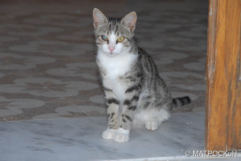 Фотографии -> Поездки -> Отпуск на Крите (24 августа - 18 сентября 2013) ->  Критские кошки и другие животные -> Критские кошки и другие животные - 050