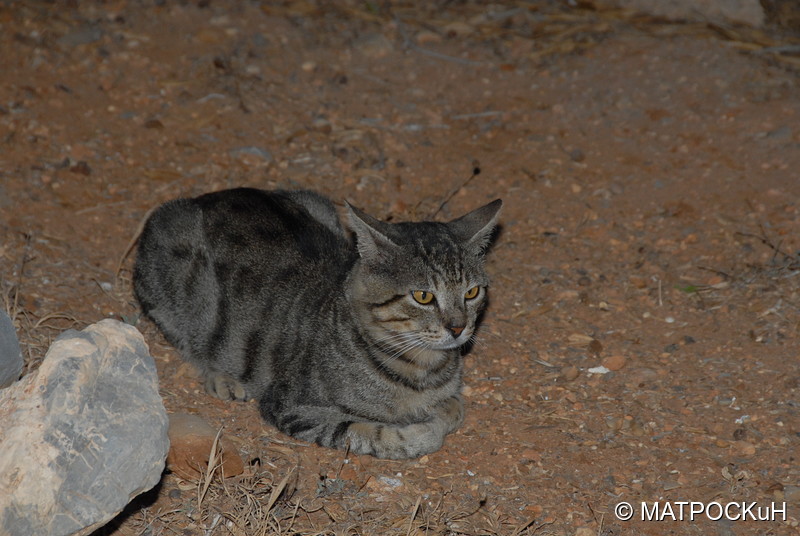 Фотографии -> Поездки -> Отпуск на Крите (24 августа - 18 сентября 2013) ->  Критские кошки и другие животные -> Критские кошки и другие животные - 053