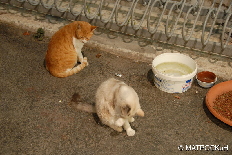 Фотографии -> Поездки -> Отпуск на Крите (24 августа - 18 сентября 2013) ->  Критские кошки и другие животные -> Критские кошки и другие животные - 054